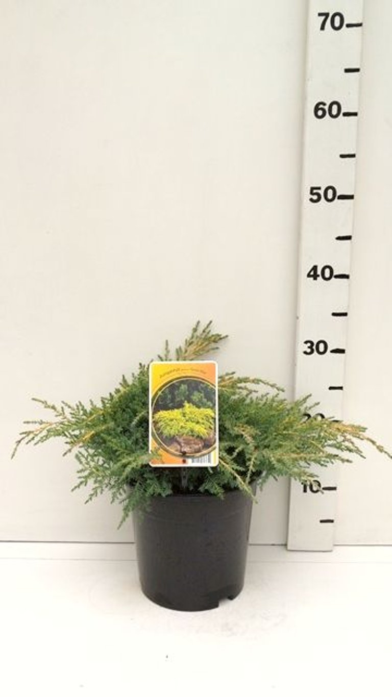 Juniperus pf. 'Gold Star' - C3 25-30 CM